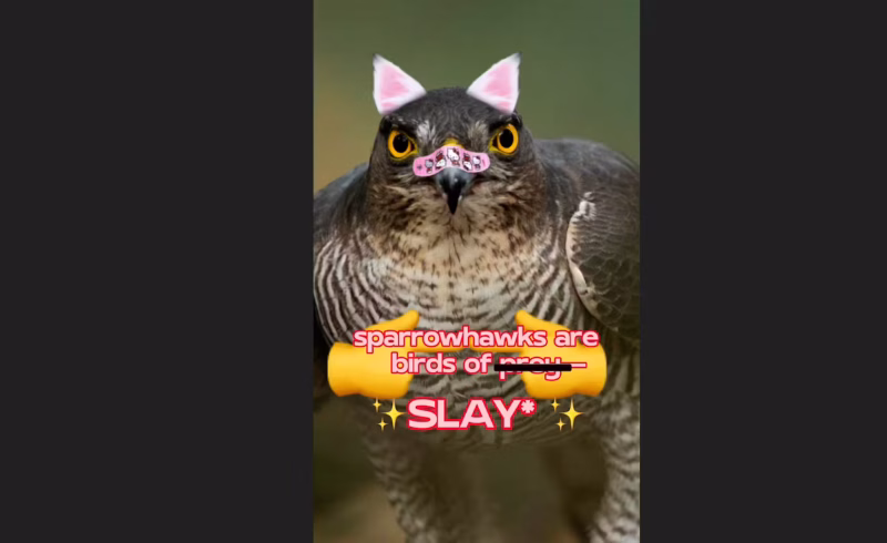 RSPB — Bird of the Week Social Media Campaign Examples